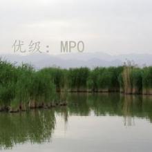 ʼ
