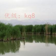 ʼ
